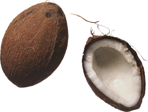 Coconut PNG image-9135